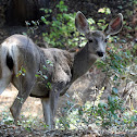 Mule Deer (Doe)