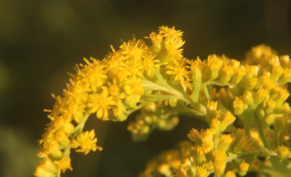 Giant Goldenrod Project Noah