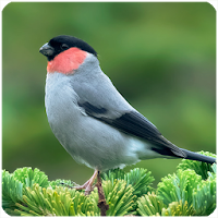 Birds Sounds 2 Passerine APK Icon