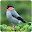 Birds Sounds 2 Passerine Download on Windows