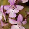 Four-spotted Orchis