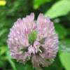 White Clover