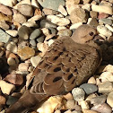 Mourning Dove.