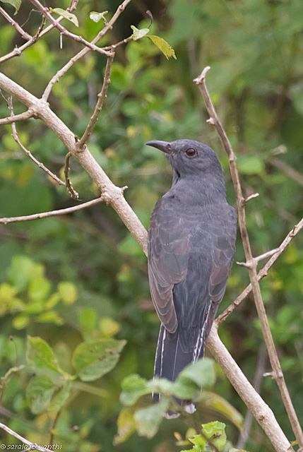 Grey-bellied Cuckoo
