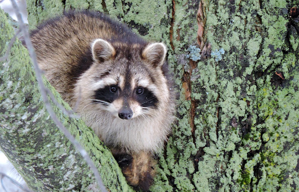 North American Raccoon | Project Noah