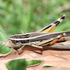 Common macrotona - grasshopper