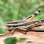 Common macrotona - grasshopper