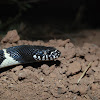 California Kingsnake