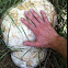 Giant Puffball mushroom
