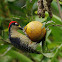 Golden - naped Woodpecker