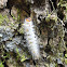 Fall Webworm (Caterpillar)