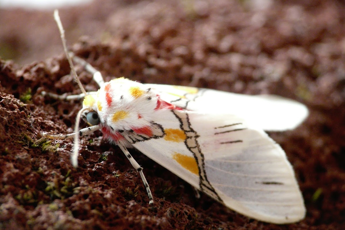 Tiger Moth