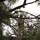 Red-shouldered Hawk