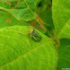 Leafhopper