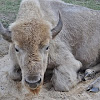 white buffalo (American bison)