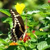 Eastern Giant Swallowtail Butterfly