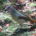 Satin Bowerbird (female or juvenile male)