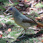 Satin Bowerbird (female or juvenile male)