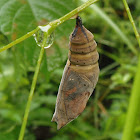 Autumnleaf Butterfly Pupa