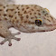 Cape Gecko