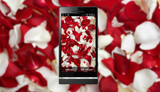 【免費個人化App】Red Rose HD LiveWallpaper-APP點子