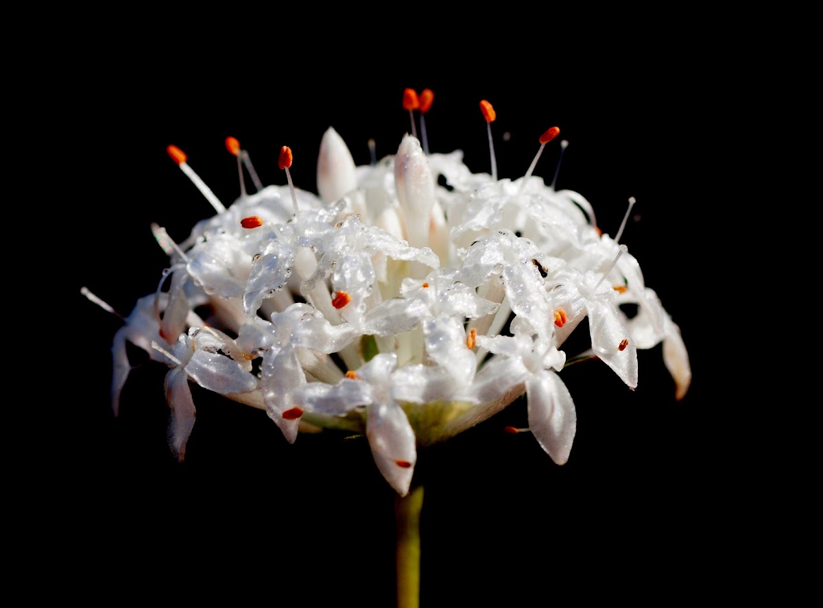 Heath Rice Flower