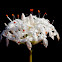 Heath Rice Flower