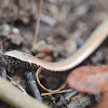 Slow worm, Orbettino