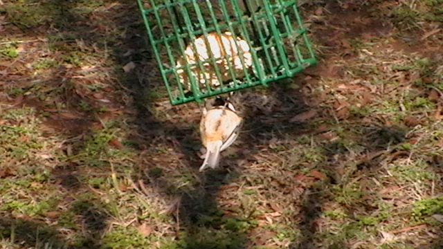 black-capped chickadee