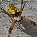 Writing Spider (Female and Egg Sac))