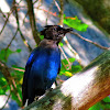 Steller's Jay