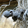 Potter wasp nests