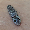 Click Beetle