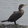 Double-crested Cormorant