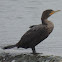 Double-crested Cormorant