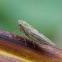 Gray Lawn Leafhopper.