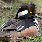 Hooded Merganser-Duck, Drake