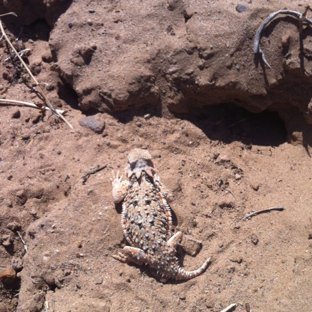 Desert horned lizard