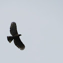 Javan-Hawk Eagle