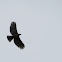 Javan-Hawk Eagle