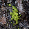 American wolf lichen