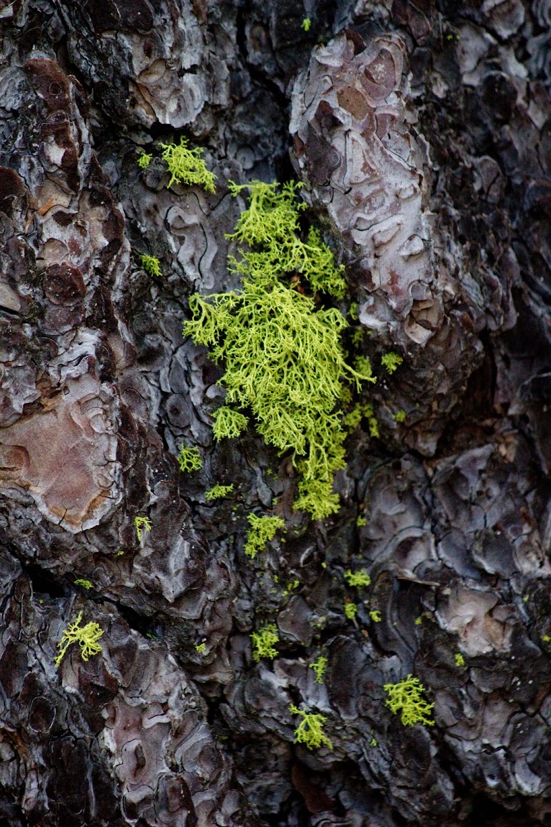 American wolf lichen