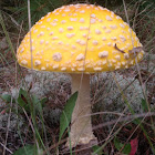 Fly amanita