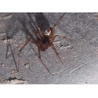 Liitle Brown-Red Spider