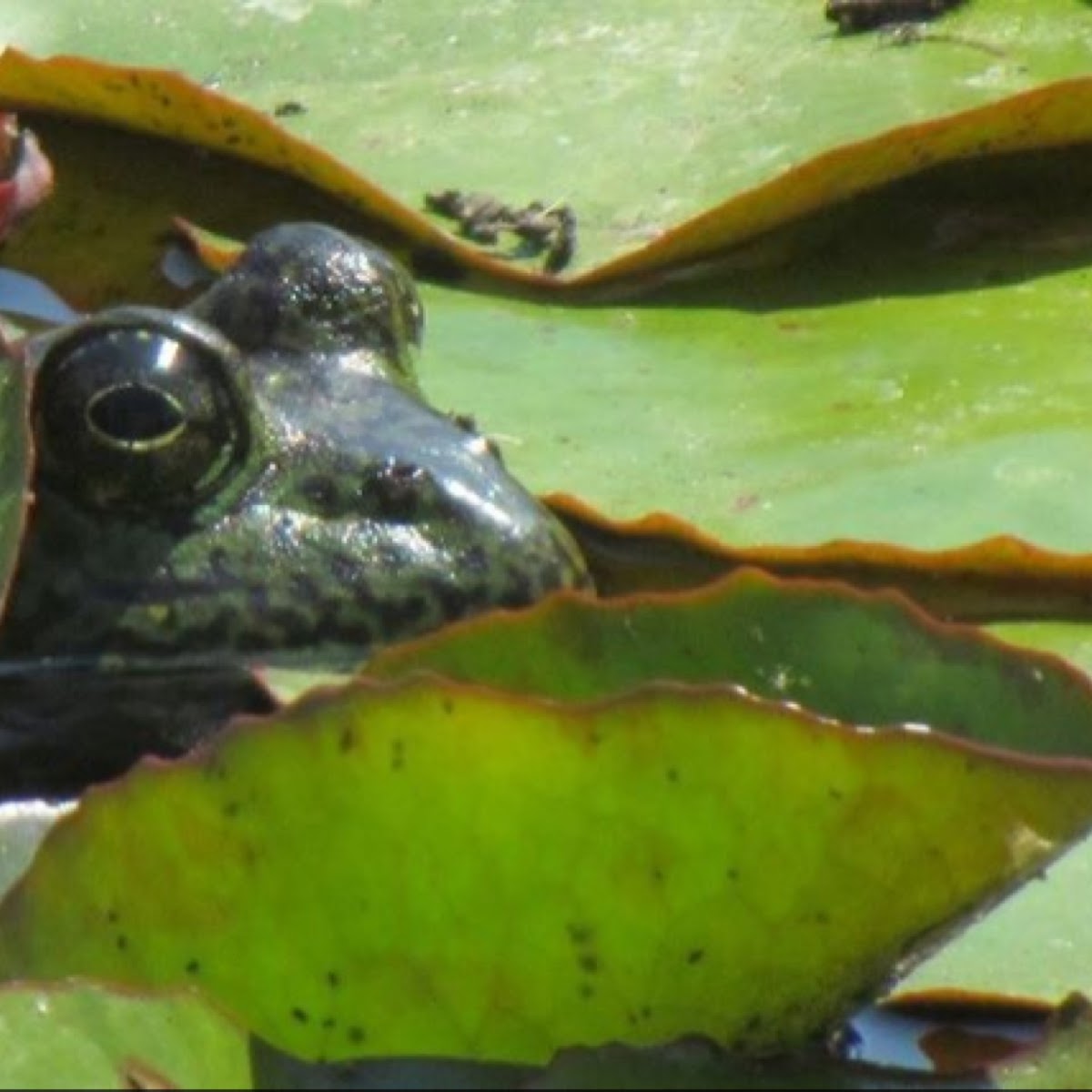 American Bullfrog