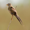 Canario-do-campo (Wedge-tailed Grass-Finch)