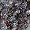 Black Bird's nest Fungi