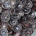 Black Bird's nest Fungi
