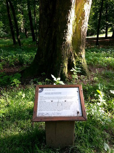 Keltska stezka - strom c. 17