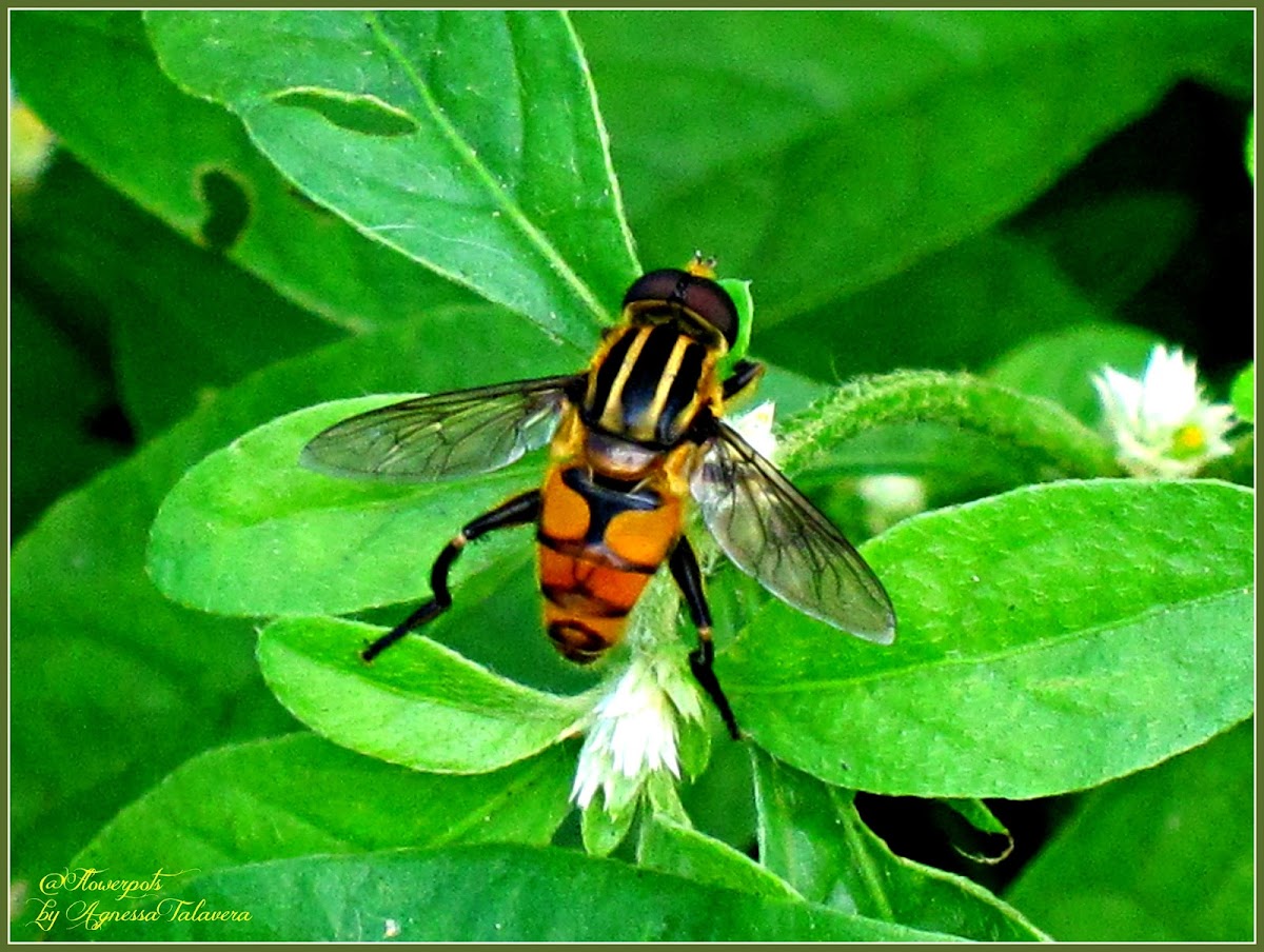 Wasp-mimicking Hoverfly
